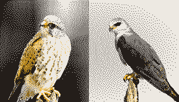 Common kestrel and black-shouldered kite, rendered in low resolution with dark, light, and yellow dots, fading at the edges.