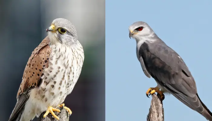 Common kestrel and black-shouldered kite.